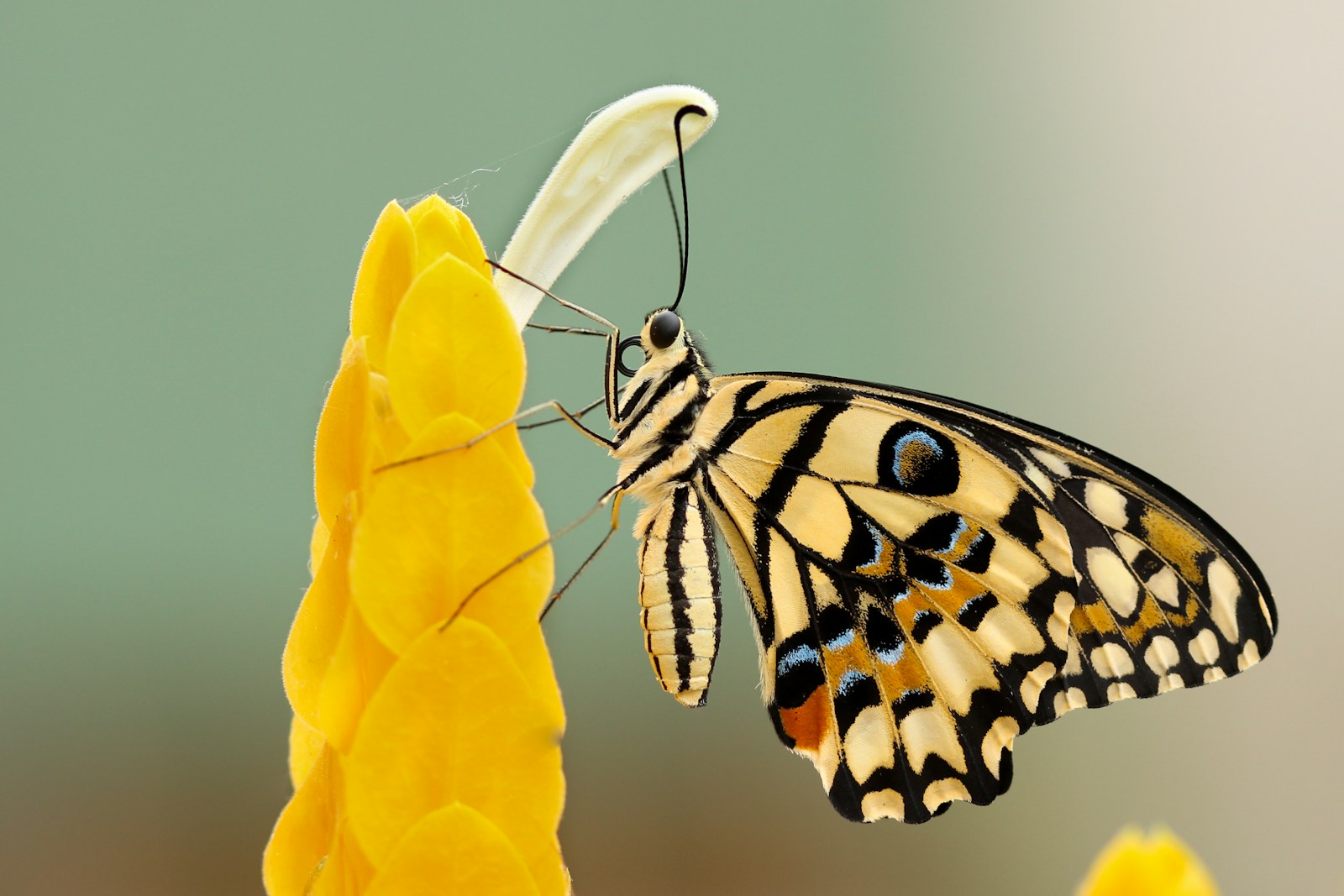 33 butterfly 4k wallpapers butterfly 4k wallpapers, butterfly photography 4k, butterfly ultra hd images, colorful butterfly backgrounds, nature insect wallpapers, nature wallpapers free download Butterfly 4K Wallpapers – Vibrant Wings of Pure world butterfly perched on flower at daytime