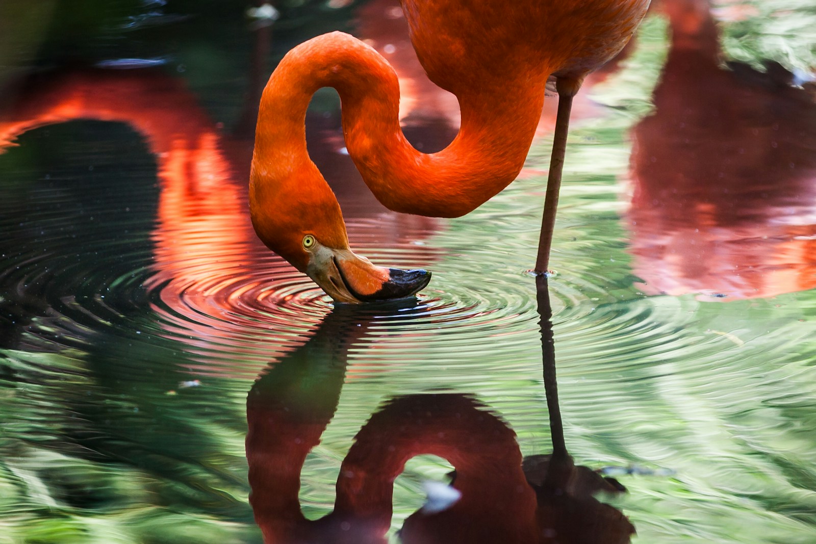 digital wallpapers Flamingo Wallpapers 4K – Glossy Pink Birds inside the Wild