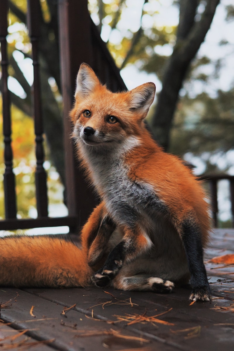 arctic fox wallpaper Fox Wallpapers – Elegant and Clever Forest Creatures