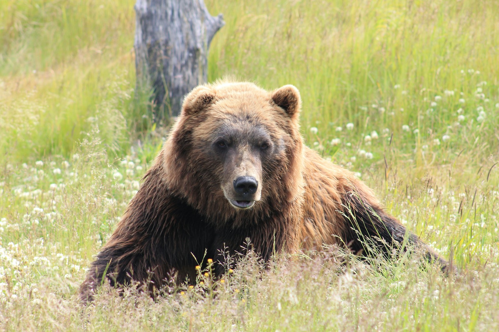 19 animal wallpapers ultra HD animal wallpapers ultra HD, bear 4k wallpaper, bear desktop background, bear UHD background, grizzly bear wallpaper, nature 4K wallpapers, polar bear 4K images, wildlife wallpaper 4K Majestic Bear 4K Extremely Excessive Definition Wallpapers – Wild Magnificence and Pure world’s Majesty in Breathtaking Texture animal wallpapers ultra HD Majestic Bear 4K Extremely Excessive Definition Wallpapers – Wild Magnificence and Pure world’s Majesty in Breathtaking Texture