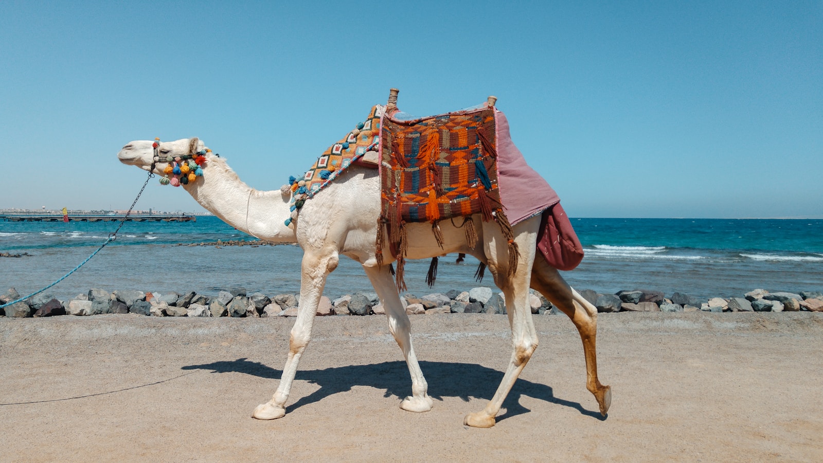 4K camel background Camel Wallpapers – Desert Vacationers of the Sand Dunes