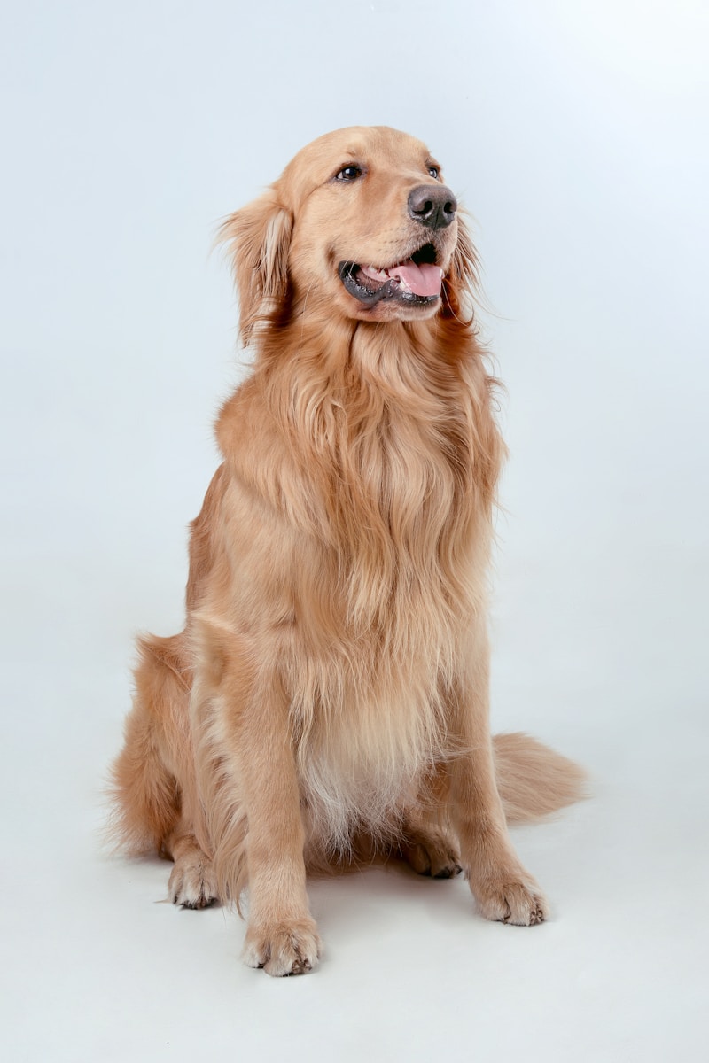 15 best dog wallpapers best dog wallpapers, cute dog backgrounds, Golden Retriever 4K wallpapers, Golden Retriever background HD, Golden Retriever puppies, loyal dog breed images, pet photography, Ultra HD animal wallpapers Golden Retriever 4K Wallpapers – Loyal and Nice Companions best dog wallpapers Golden Retriever 4K Wallpapers – Loyal and Nice Companions