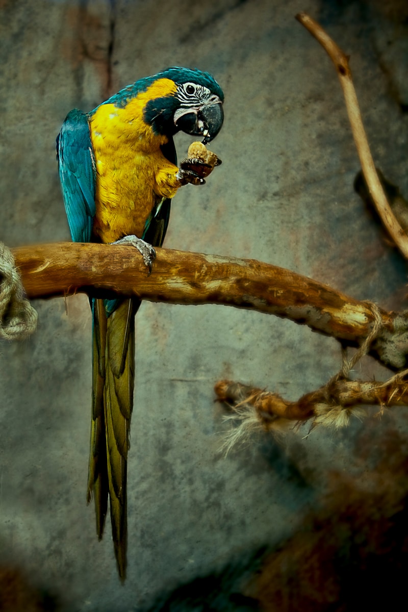 21 Amazon Parrot Images Amazon Parrot Images, Colorful Birds Wallpapers, Exotic Parrot Backgrounds, Macaw Wallpapers HD, Nature Bird Backgrounds., Parrot Photography, Parrot Wallpapers, Tropical Forest Birds 4K, Tropical Parrot 4K, Wildlife Wallpapers 4K Parrot Wallpapers – Vibrant Voices of the Tropical Forest Amazon Parrot Images Parrot Wallpapers – Vibrant Voices of the Tropical Forest