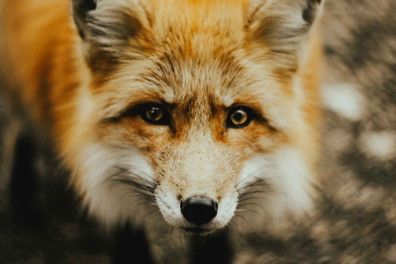 arctic fox wallpaper Fox Wallpapers – Elegant and Clever Forest Creatures