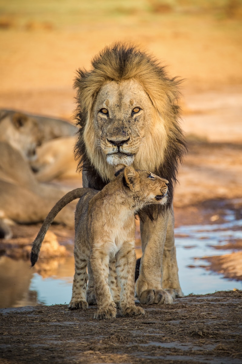 31 African lions African lions, animal wallpapers, baby lion wallpaper, cute lion wallpapers, lion cub 4K wallpapers, lion cub wallpapers, majestic lions, nature backgrounds, wildlife photography Lion Cub Wallpapers – The Cutest Faces of the Wild brown lion on water during daytime