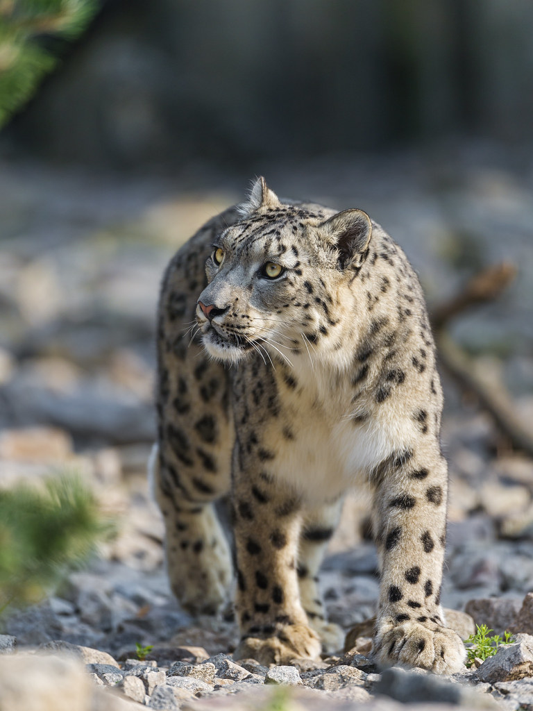 HD Snow Leopard Wallpaper Snow Leopard Mom With Cubs – Beautiful Winter Artwork 4K UHD Wallpaper