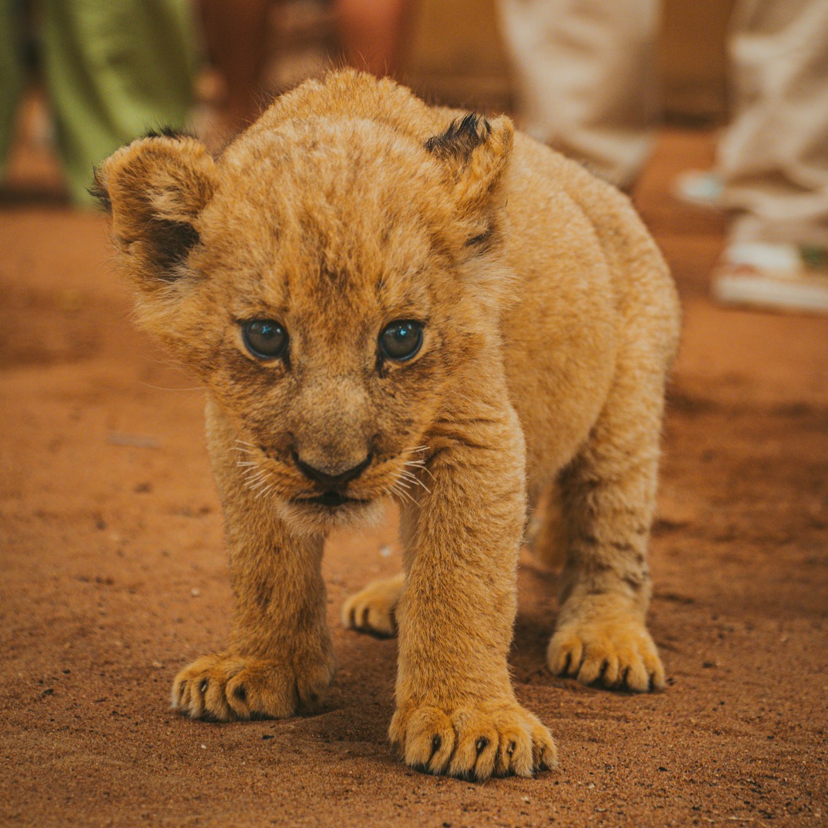 23 African lions African lions, animal wallpapers, baby lion wallpaper, cute lion wallpapers, lion cub 4K wallpapers, lion cub wallpapers, majestic lions, nature backgrounds, wildlife photography Lion Cub Wallpapers – The Cutest Faces of the Wild African lions Lion Cub Wallpapers – The Cutest Faces of the Wild