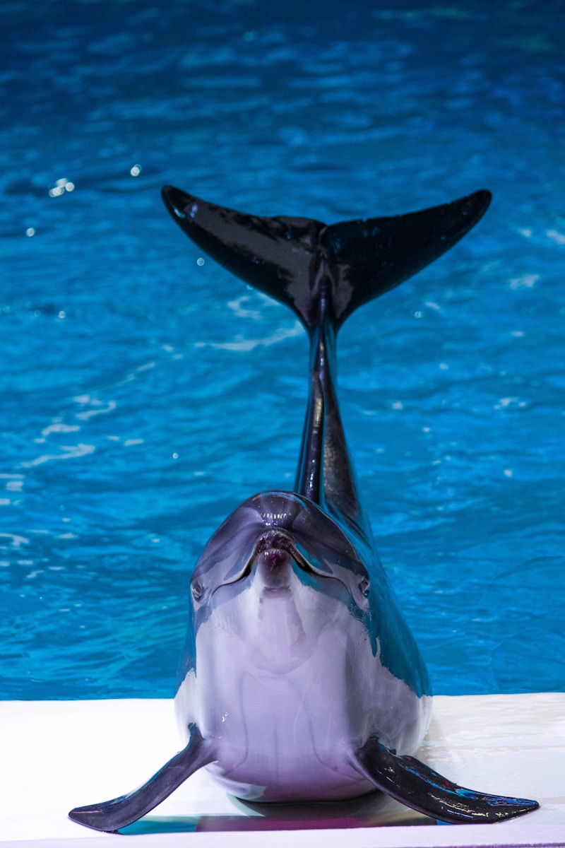 10 dolphin 4k wallpapers dolphin 4k wallpapers, dolphin ultra HD pictures, marine life wallpapers, ocean animals 4k, ocean dolphin backgrounds, sea life desktop wallpapers, underwater dolphin images Dolphin 4K Wallpapers – Joyful Swimmers of the Ocean dolphin 4k wallpapers Dolphin 4K Wallpapers – Joyful Swimmers of the Ocean