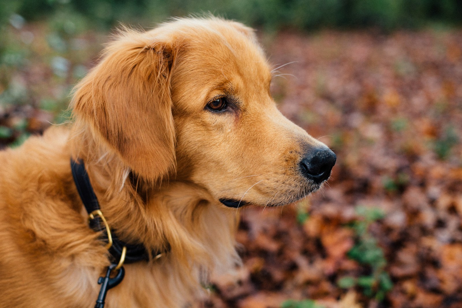 13 best dog wallpapers best dog wallpapers, cute dog backgrounds, Golden Retriever 4K wallpapers, Golden Retriever background HD, Golden Retriever puppies, loyal dog breed images, pet photography, Ultra HD animal wallpapers Golden Retriever 4K Wallpapers – Loyal and Nice Companions best dog wallpapers Golden Retriever 4K Wallpapers – Loyal and Nice Companions