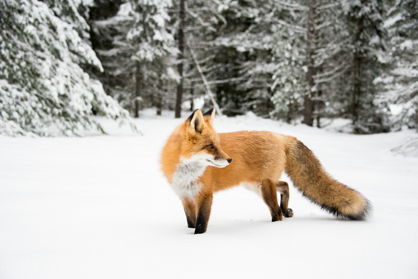 arctic fox wallpaper Fox Wallpapers – Elegant and Clever Forest Creatures
