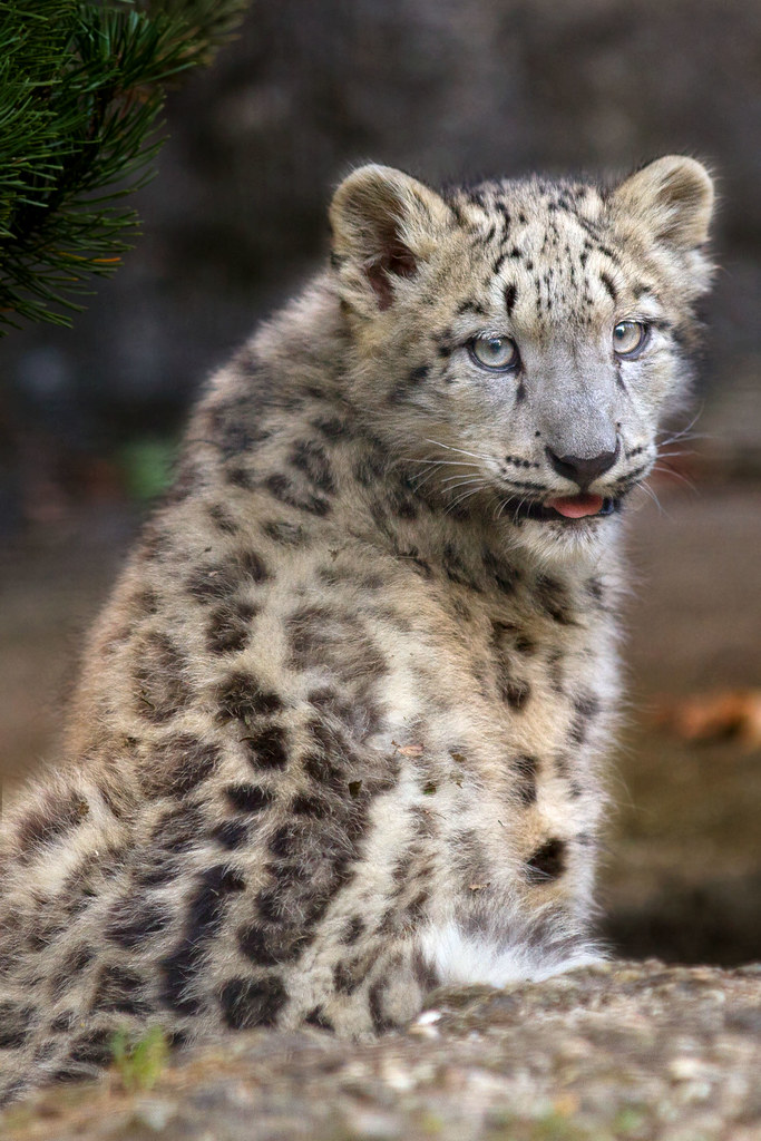 9 HD Snow Leopard Wallpaper HD Snow Leopard Wallpaper, Mother Leopard and Cubs Art, Snow Leopard UHD Background, Wild Animal 4K Backgrounds, Wildlife 4K Wallpapers, Winter Art Wallpaper Snow Leopard Mom With Cubs – Beautiful Winter Artwork 4K UHD Wallpaper HD Snow Leopard Wallpaper Snow Leopard Mom With Cubs – Beautiful Winter Artwork 4K UHD Wallpaper