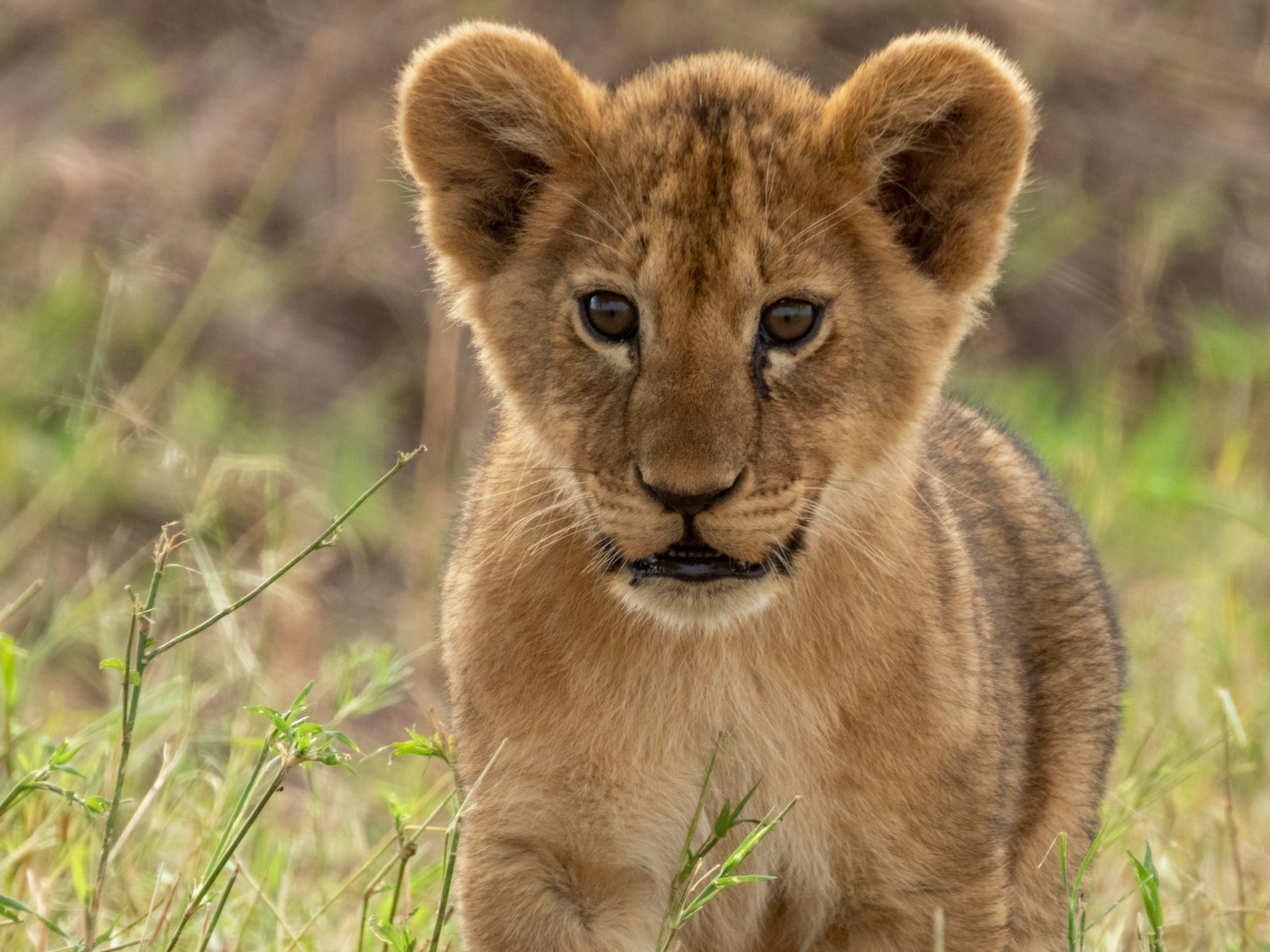 25 African lions African lions, animal wallpapers, baby lion wallpaper, cute lion wallpapers, lion cub 4K wallpapers, lion cub wallpapers, majestic lions, nature backgrounds, wildlife photography Lion Cub Wallpapers – The Cutest Faces of the Wild African lions Lion Cub Wallpapers – The Cutest Faces of the Wild