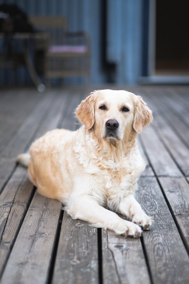 16 best dog wallpapers best dog wallpapers, cute dog backgrounds, Golden Retriever 4K wallpapers, Golden Retriever background HD, Golden Retriever puppies, loyal dog breed images, pet photography, Ultra HD animal wallpapers Golden Retriever 4K Wallpapers – Loyal and Nice Companions best dog wallpapers Golden Retriever 4K Wallpapers – Loyal and Nice Companions