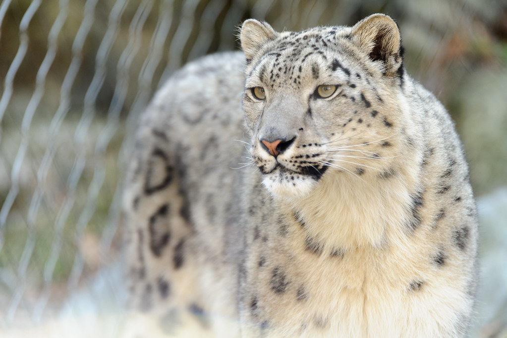 6 HD Snow Leopard Wallpaper HD Snow Leopard Wallpaper, Mother Leopard and Cubs Art, Snow Leopard UHD Background, Wild Animal 4K Backgrounds, Wildlife 4K Wallpapers, Winter Art Wallpaper Snow Leopard Mom With Cubs – Beautiful Winter Artwork 4K UHD Wallpaper HD Snow Leopard Wallpaper Snow Leopard Mom With Cubs – Beautiful Winter Artwork 4K UHD Wallpaper