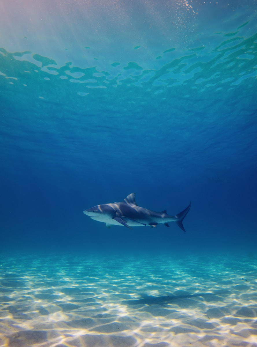 Deep Sea Wallpapers Shark 4K Wallpapers – Fearless Predators of the Ocean