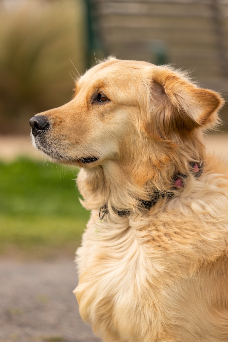 24 best dog wallpapers best dog wallpapers, cute dog backgrounds, Golden Retriever 4K wallpapers, Golden Retriever background HD, Golden Retriever puppies, loyal dog breed images, pet photography, Ultra HD animal wallpapers Golden Retriever 4K Wallpapers – Loyal and Nice Companions best dog wallpapers Golden Retriever 4K Wallpapers – Loyal and Nice Companions