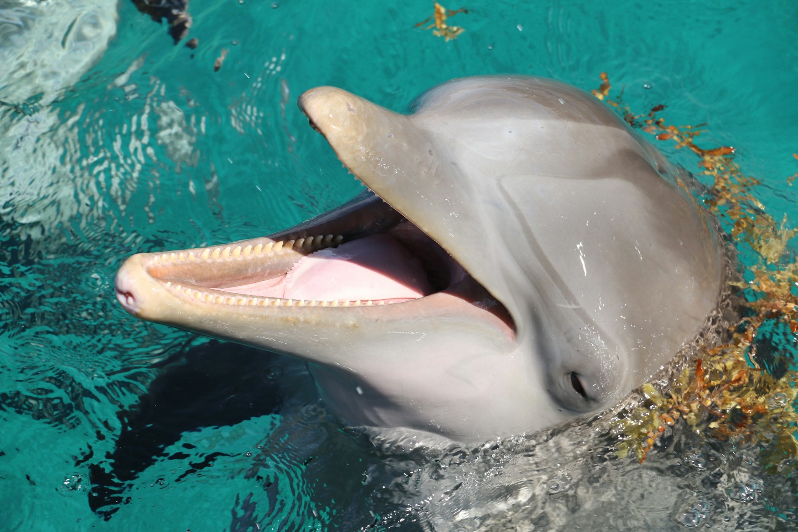 4 dolphin 4k wallpapers dolphin 4k wallpapers, dolphin ultra HD pictures, marine life wallpapers, ocean animals 4k, ocean dolphin backgrounds, sea life desktop wallpapers, underwater dolphin images Dolphin 4K Wallpapers – Joyful Swimmers of the Ocean dolphin 4k wallpapers Dolphin 4K Wallpapers – Joyful Swimmers of the Ocean