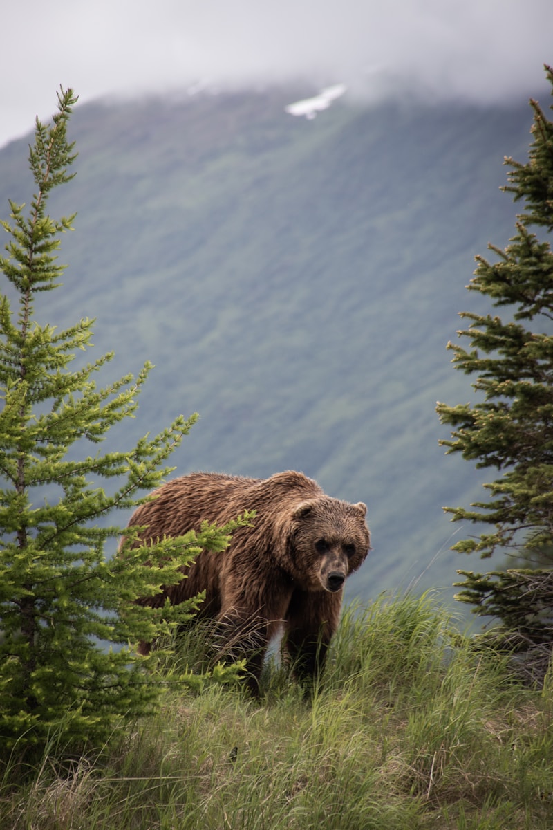 14 animal wallpapers ultra HD animal wallpapers ultra HD, bear 4k wallpaper, bear desktop background, bear UHD background, grizzly bear wallpaper, nature 4K wallpapers, polar bear 4K images, wildlife wallpaper 4K Majestic Bear 4K Extremely Excessive Definition Wallpapers – Wild Magnificence and Pure world’s Majesty in Breathtaking Texture animal wallpapers ultra HD Majestic Bear 4K Extremely Excessive Definition Wallpapers – Wild Magnificence and Pure world’s Majesty in Breathtaking Texture