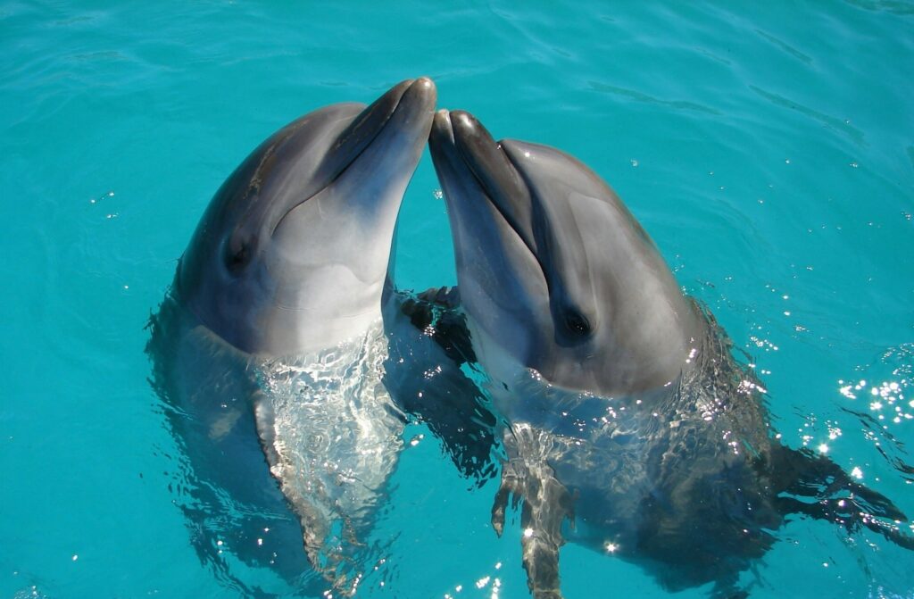 dolphin 4k wallpapers Dolphin 4K Wallpapers – Joyful Swimmers of the Ocean