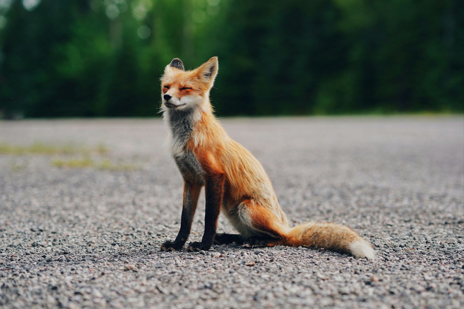 arctic fox wallpaper Fox Wallpapers – Elegant and Clever Forest Creatures