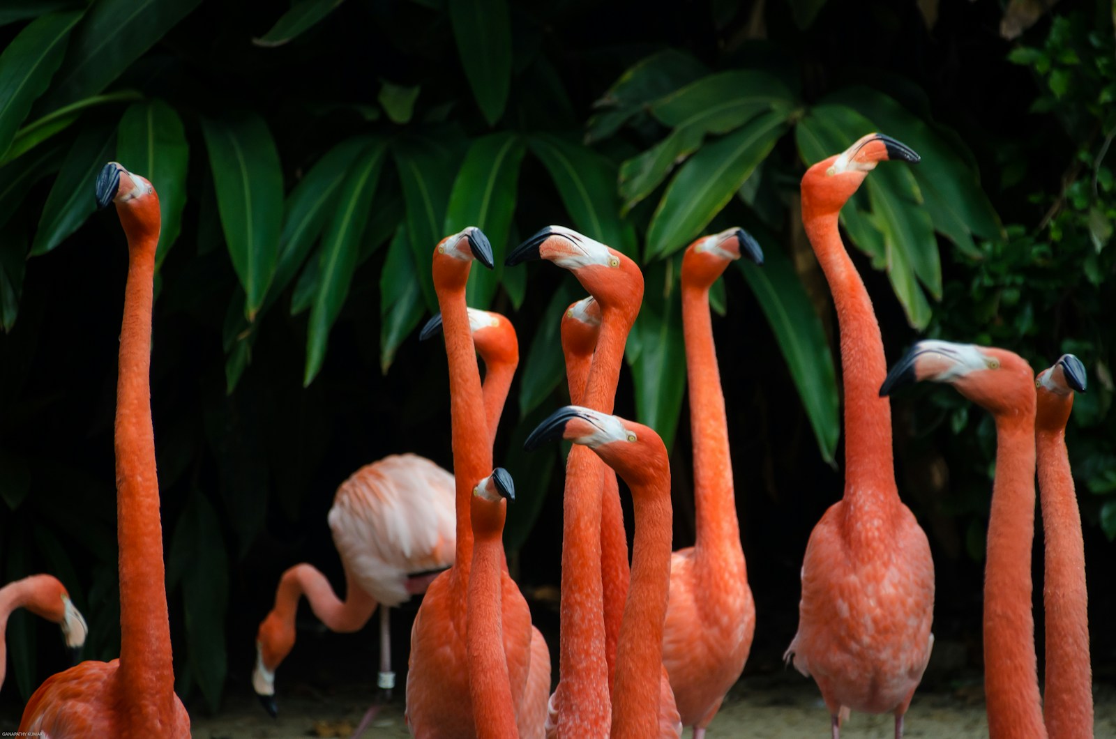 digital wallpapers Flamingo Wallpapers 4K – Glossy Pink Birds inside the Wild
