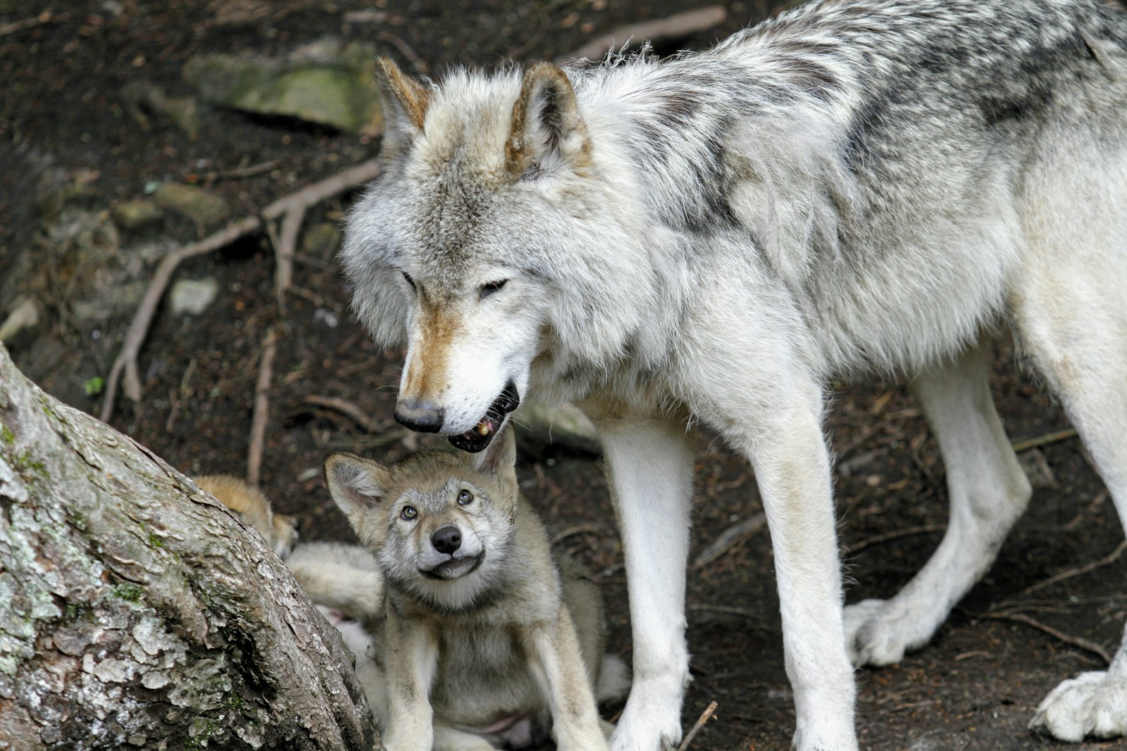 9 4K wolf images 4K wolf images, fantasy wolf wallpaper, snow wolf 4K, wild animal wallpapers, wolf HD background, wolf wallpaper 4K, wolf wallpaper for phone, wolf wallpapers for desktop Wolf Wallpaper 4K – The Wild Beauty of Nature on Your Screen 4K wolf images Wolf Wallpaper 4K – The Wild Beauty of Nature on Your Screen