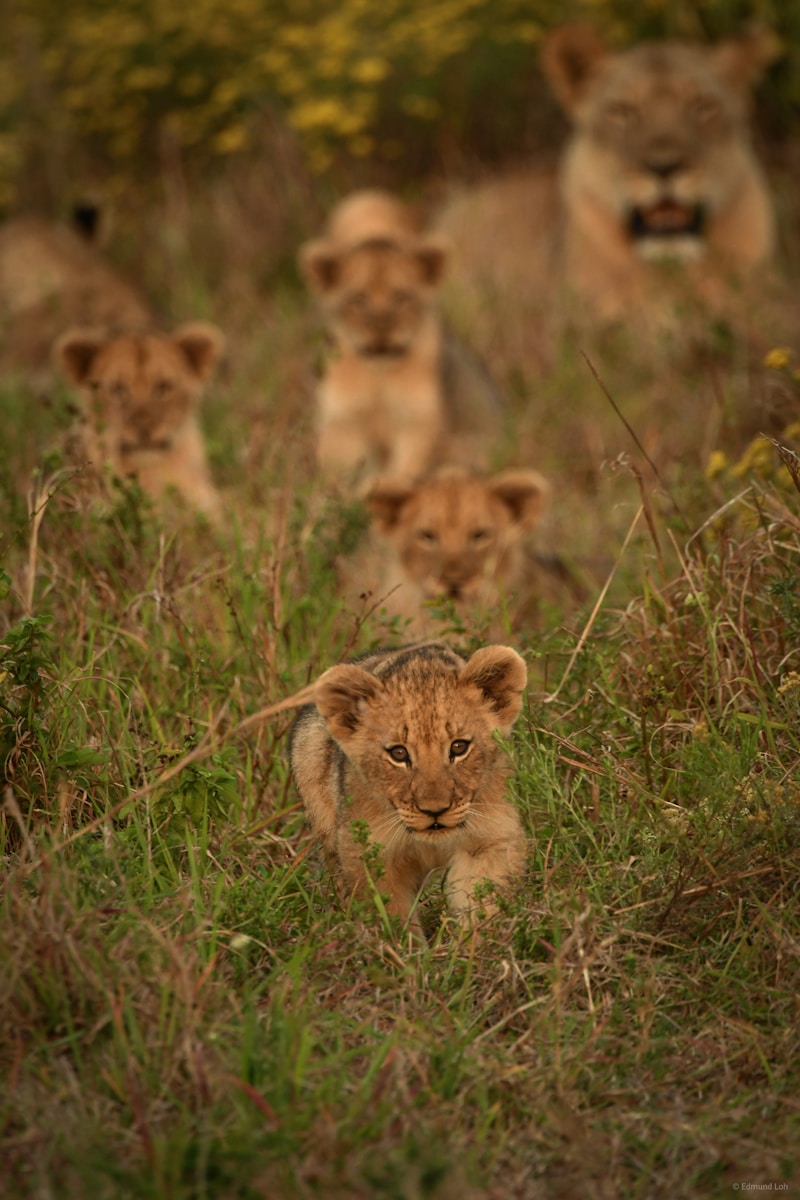 27 African lions African lions, animal wallpapers, baby lion wallpaper, cute lion wallpapers, lion cub 4K wallpapers, lion cub wallpapers, majestic lions, nature backgrounds, wildlife photography Lion Cub Wallpapers – The Cutest Faces of the Wild African lions Lion Cub Wallpapers – The Cutest Faces of the Wild