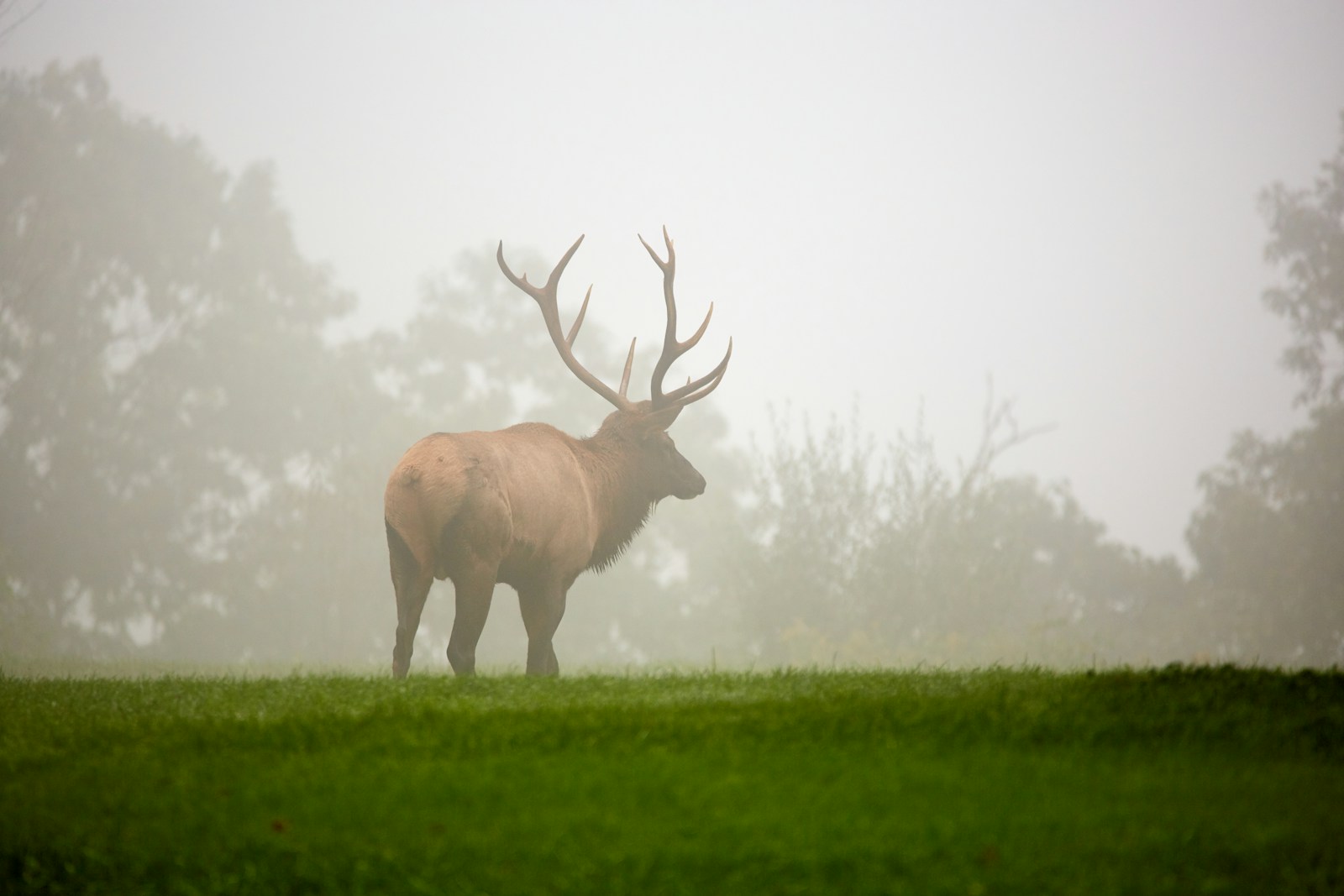 12 buck deer in fog wallpapers 4K buck deer in fog wallpapers 4K, deer and mist 4K background, deer wallpaper HD, forest deer wallpaper, majestic buck wallpapers, nature fog backgrounds, wild animal wallpapers 4K Buck Deer in Fog Wallpapers 4K – The Majestic Beauty of Nature’s Silent Mornings buck deer in fog wallpapers 4K Buck Deer in Fog Wallpapers 4K – The Majestic Beauty of Nature’s Silent Mornings
