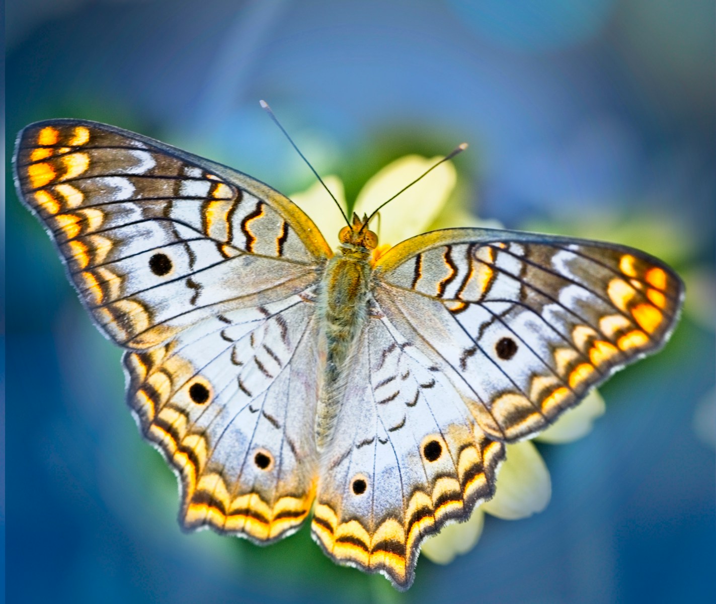 23 butterfly 4k wallpapers butterfly 4k wallpapers, butterfly photography 4k, butterfly ultra hd images, colorful butterfly backgrounds, nature insect wallpapers, nature wallpapers free download Butterfly 4K Wallpapers – Vibrant Wings of Pure world butterfly 4k wallpapers Butterfly 4K Wallpapers – Vibrant Wings of Pure world