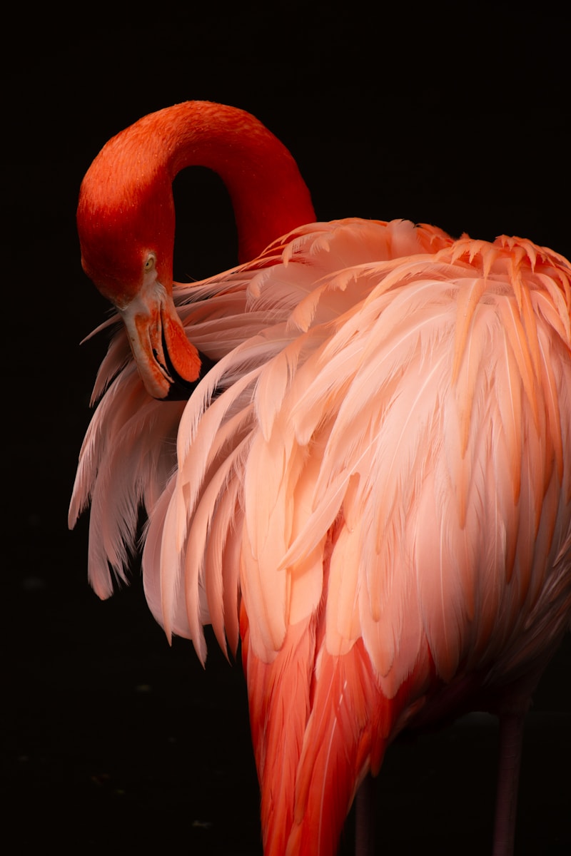 digital wallpapers Flamingo Wallpapers 4K – Glossy Pink Birds inside the Wild
