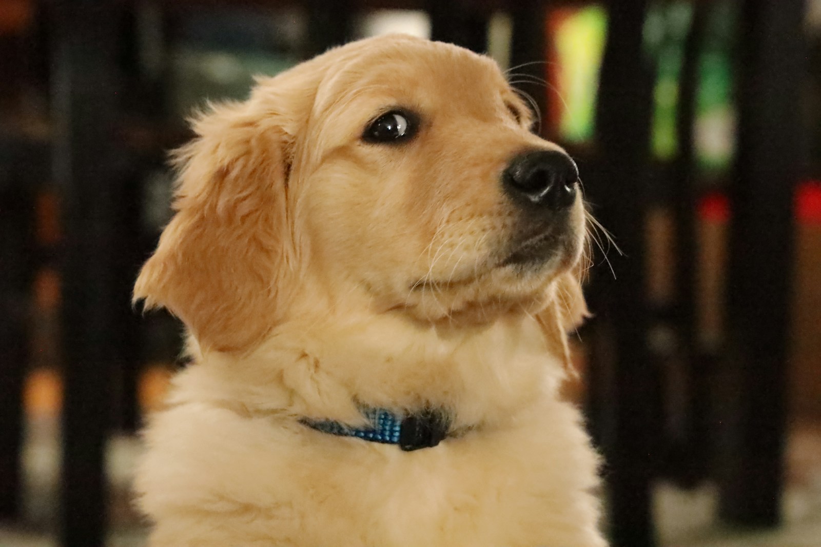 21 best dog wallpapers best dog wallpapers, cute dog backgrounds, Golden Retriever 4K wallpapers, Golden Retriever background HD, Golden Retriever puppies, loyal dog breed images, pet photography, Ultra HD animal wallpapers Golden Retriever 4K Wallpapers – Loyal and Nice Companions best dog wallpapers Golden Retriever 4K Wallpapers – Loyal and Nice Companions