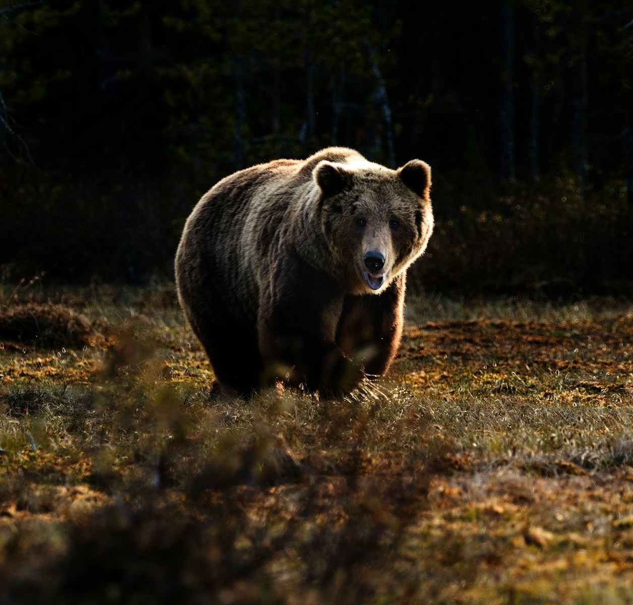 22 animal wallpapers ultra HD animal wallpapers ultra HD, bear 4k wallpaper, bear desktop background, bear UHD background, grizzly bear wallpaper, nature 4K wallpapers, polar bear 4K images, wildlife wallpaper 4K Majestic Bear 4K Extremely Excessive Definition Wallpapers – Wild Magnificence and Pure world’s Majesty in Breathtaking Texture animal wallpapers ultra HD Majestic Bear 4K Extremely Excessive Definition Wallpapers – Wild Magnificence and Pure world’s Majesty in Breathtaking Texture