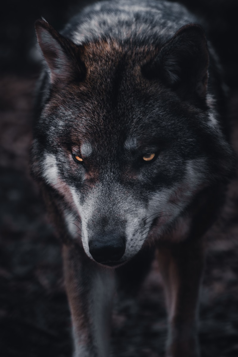 13 4K wolf images 4K wolf images, fantasy wolf wallpaper, snow wolf 4K, wild animal wallpapers, wolf HD background, wolf wallpaper 4K, wolf wallpaper for phone, wolf wallpapers for desktop Wolf Wallpaper 4K – The Wild Beauty of Nature on Your Screen 4K wolf images Wolf Wallpaper 4K – The Wild Beauty of Nature on Your Screen