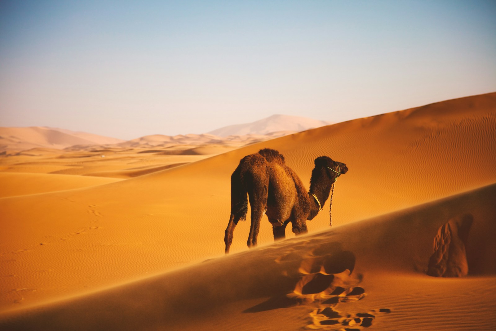 16 4K camel background 4K camel background, Arabian desert wallpaper, camel caravan photos, camel photography, camel wallpapers, desert dunes wallpaper, desert travelers, nature 4K backgrounds., Ultra HD camel images, Wildlife Wallpapers Camel Wallpapers – Desert Vacationers of the Sand Dunes 4K camel background Camel Wallpapers – Desert Vacationers of the Sand Dunes