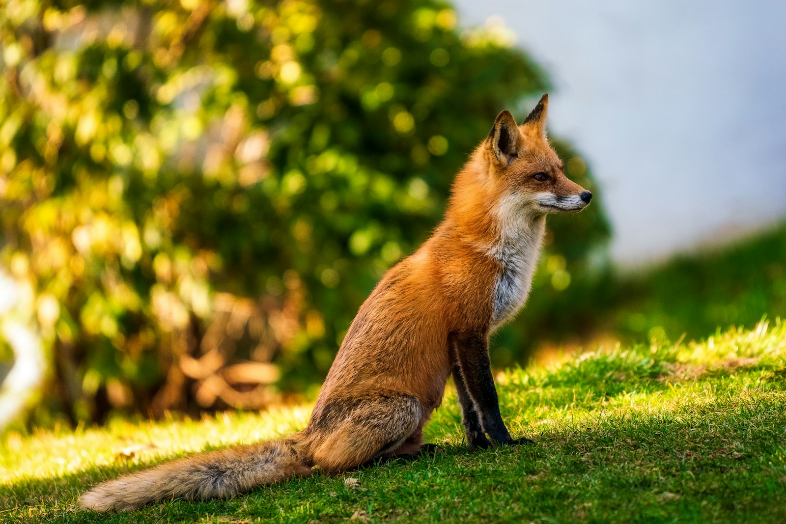 arctic fox wallpaper Fox Wallpapers – Elegant and Clever Forest Creatures