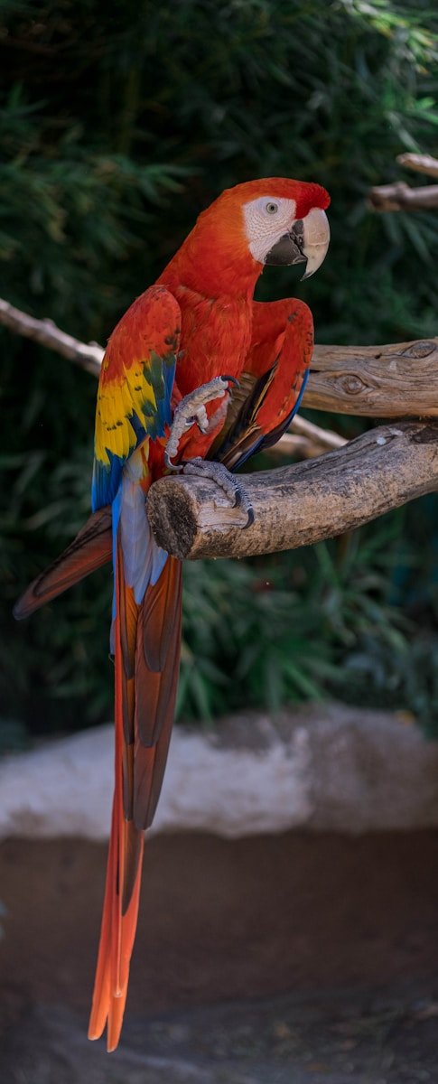 12 Amazon Parrot Images Amazon Parrot Images, Colorful Birds Wallpapers, Exotic Parrot Backgrounds, Macaw Wallpapers HD, Nature Bird Backgrounds., Parrot Photography, Parrot Wallpapers, Tropical Forest Birds 4K, Tropical Parrot 4K, Wildlife Wallpapers 4K Parrot Wallpapers – Vibrant Voices of the Tropical Forest Amazon Parrot Images Parrot Wallpapers – Vibrant Voices of the Tropical Forest