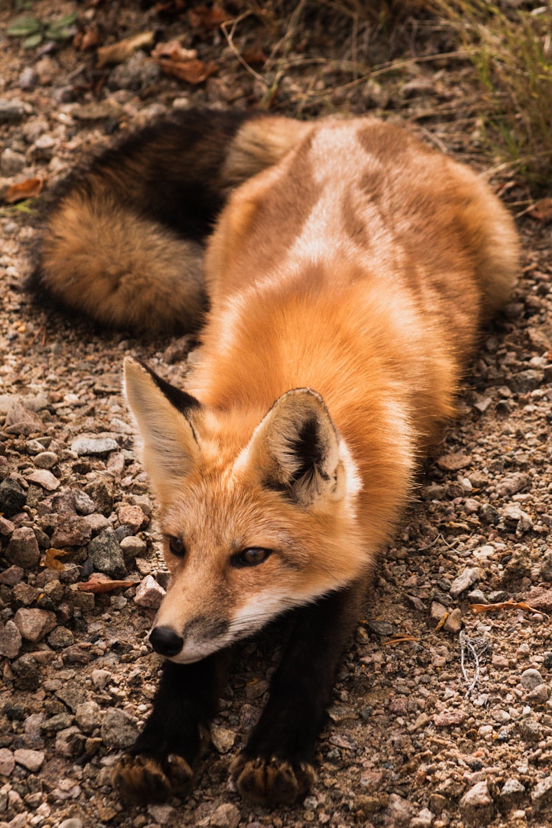 arctic fox wallpaper Fox Wallpapers – Elegant and Clever Forest Creatures