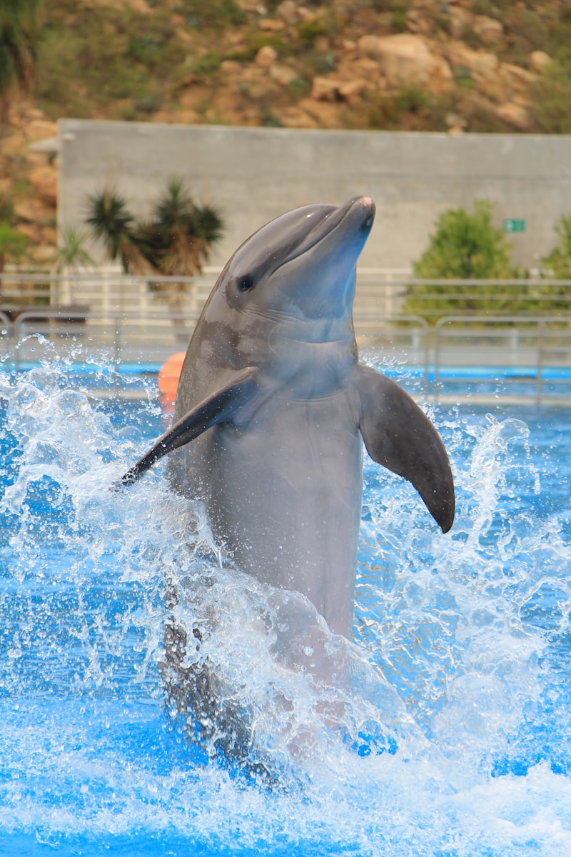 14 dolphin 4k wallpapers dolphin 4k wallpapers, dolphin ultra HD pictures, marine life wallpapers, ocean animals 4k, ocean dolphin backgrounds, sea life desktop wallpapers, underwater dolphin images Dolphin 4K Wallpapers – Joyful Swimmers of the Ocean dolphin 4k wallpapers Dolphin 4K Wallpapers – Joyful Swimmers of the Ocean