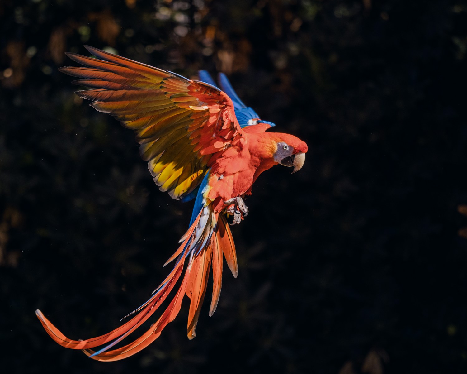 14 Amazon Parrot Images Amazon Parrot Images, Colorful Birds Wallpapers, Exotic Parrot Backgrounds, Macaw Wallpapers HD, Nature Bird Backgrounds., Parrot Photography, Parrot Wallpapers, Tropical Forest Birds 4K, Tropical Parrot 4K, Wildlife Wallpapers 4K Parrot Wallpapers – Vibrant Voices of the Tropical Forest Amazon Parrot Images Parrot Wallpapers – Vibrant Voices of the Tropical Forest