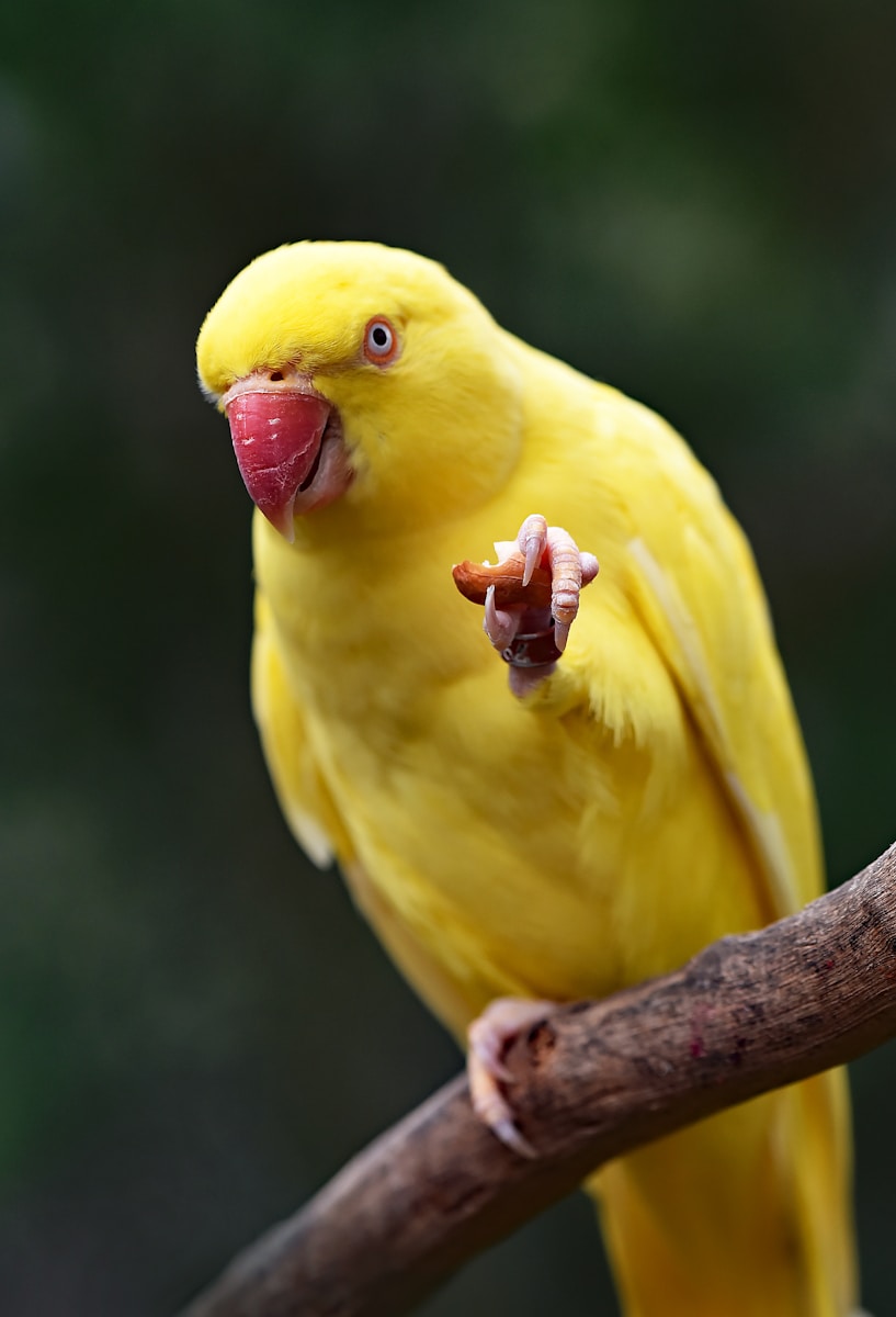 25 Amazon Parrot Images Amazon Parrot Images, Colorful Birds Wallpapers, Exotic Parrot Backgrounds, Macaw Wallpapers HD, Nature Bird Backgrounds., Parrot Photography, Parrot Wallpapers, Tropical Forest Birds 4K, Tropical Parrot 4K, Wildlife Wallpapers 4K Parrot Wallpapers – Vibrant Voices of the Tropical Forest Amazon Parrot Images Parrot Wallpapers – Vibrant Voices of the Tropical Forest