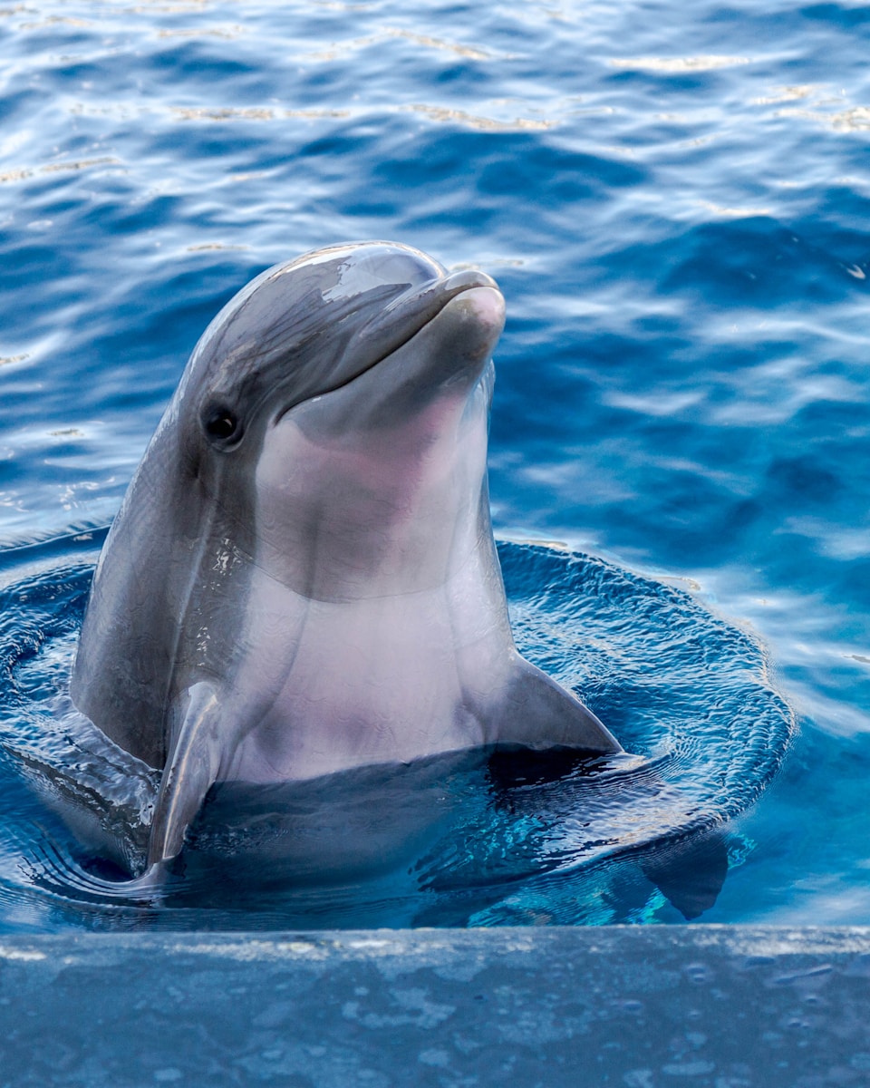 13 dolphin 4k wallpapers dolphin 4k wallpapers, dolphin ultra HD pictures, marine life wallpapers, ocean animals 4k, ocean dolphin backgrounds, sea life desktop wallpapers, underwater dolphin images Dolphin 4K Wallpapers – Joyful Swimmers of the Ocean dolphin 4k wallpapers Dolphin 4K Wallpapers – Joyful Swimmers of the Ocean
