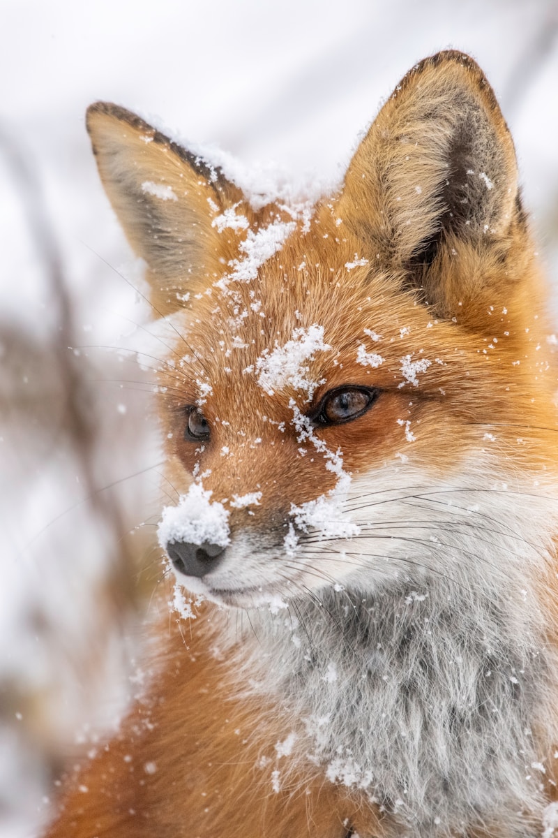 arctic fox wallpaper Fox Wallpapers – Elegant and Clever Forest Creatures