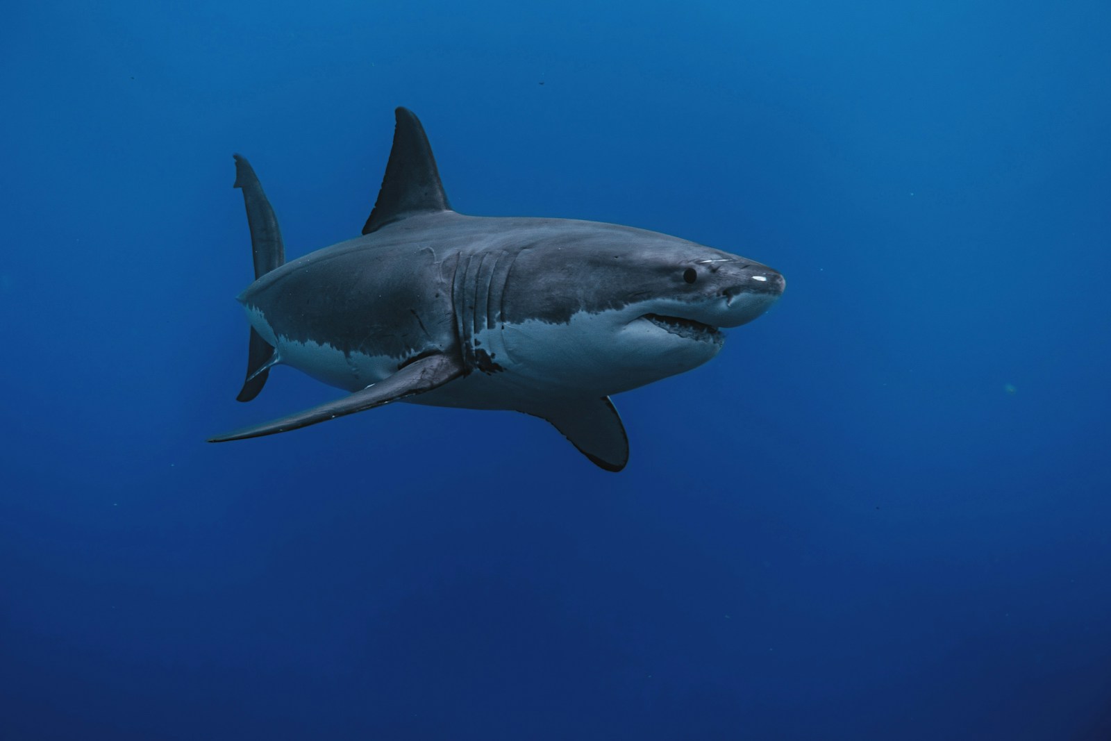 Deep Sea Wallpapers Shark 4K Wallpapers – Fearless Predators of the Ocean