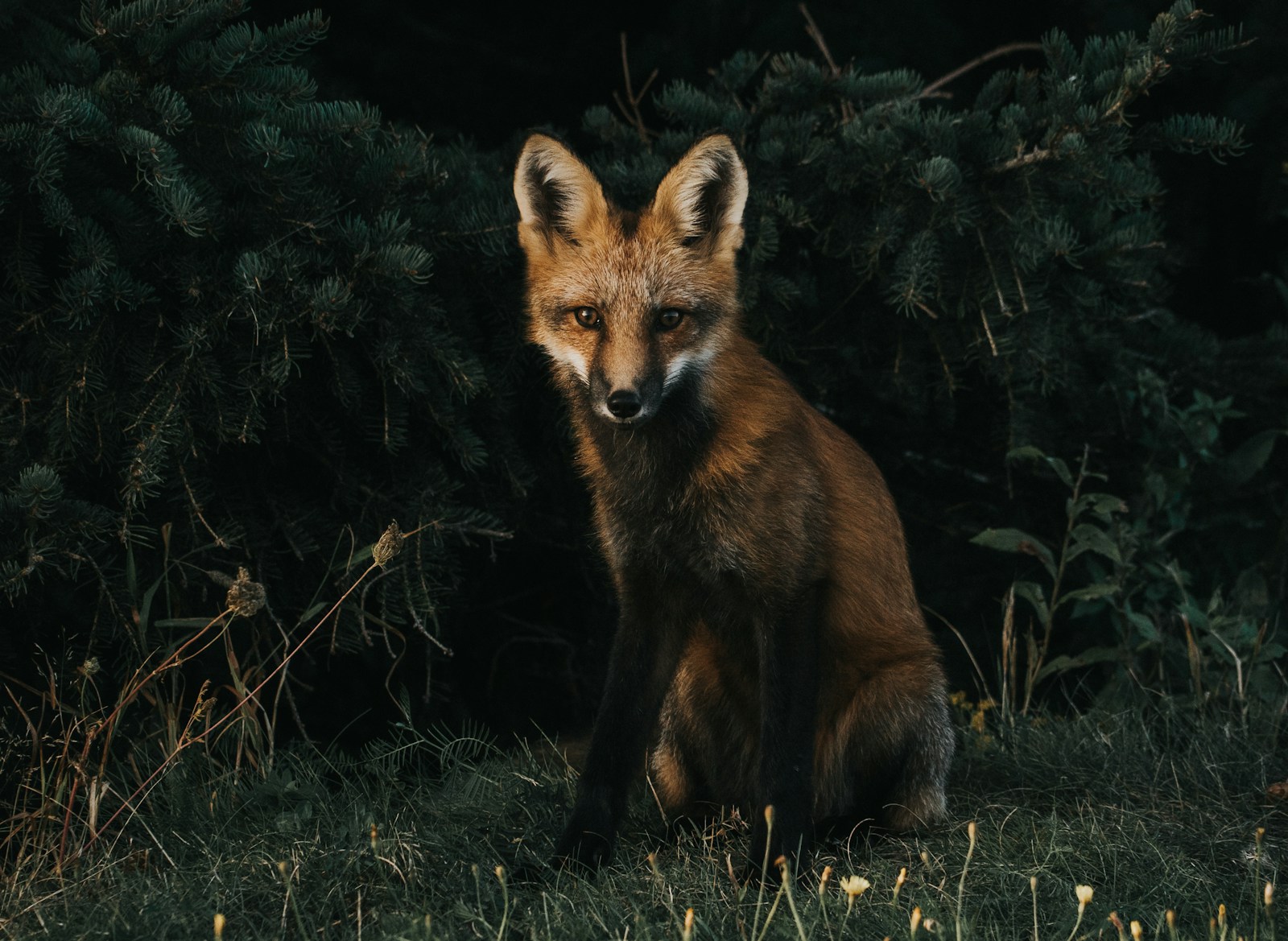 arctic fox wallpaper Fox Wallpapers – Elegant and Clever Forest Creatures
