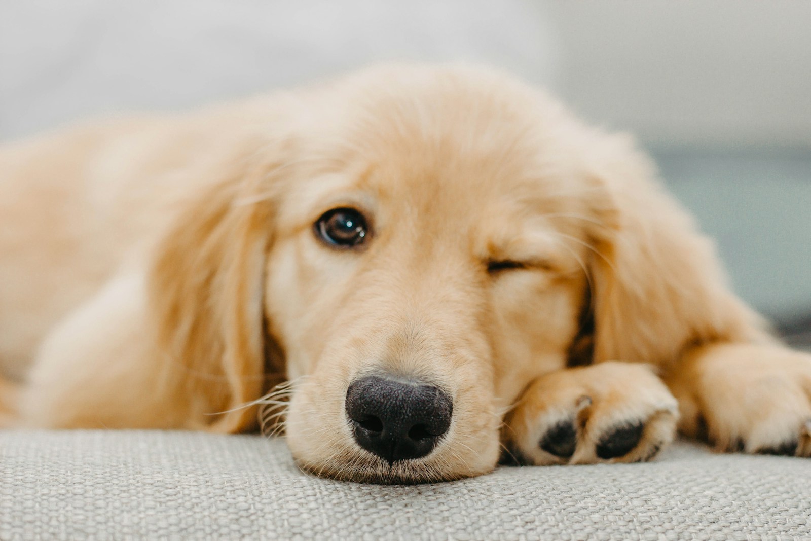 22 best dog wallpapers best dog wallpapers, cute dog backgrounds, Golden Retriever 4K wallpapers, Golden Retriever background HD, Golden Retriever puppies, loyal dog breed images, pet photography, Ultra HD animal wallpapers Golden Retriever 4K Wallpapers – Loyal and Nice Companions best dog wallpapers Golden Retriever 4K Wallpapers – Loyal and Nice Companions