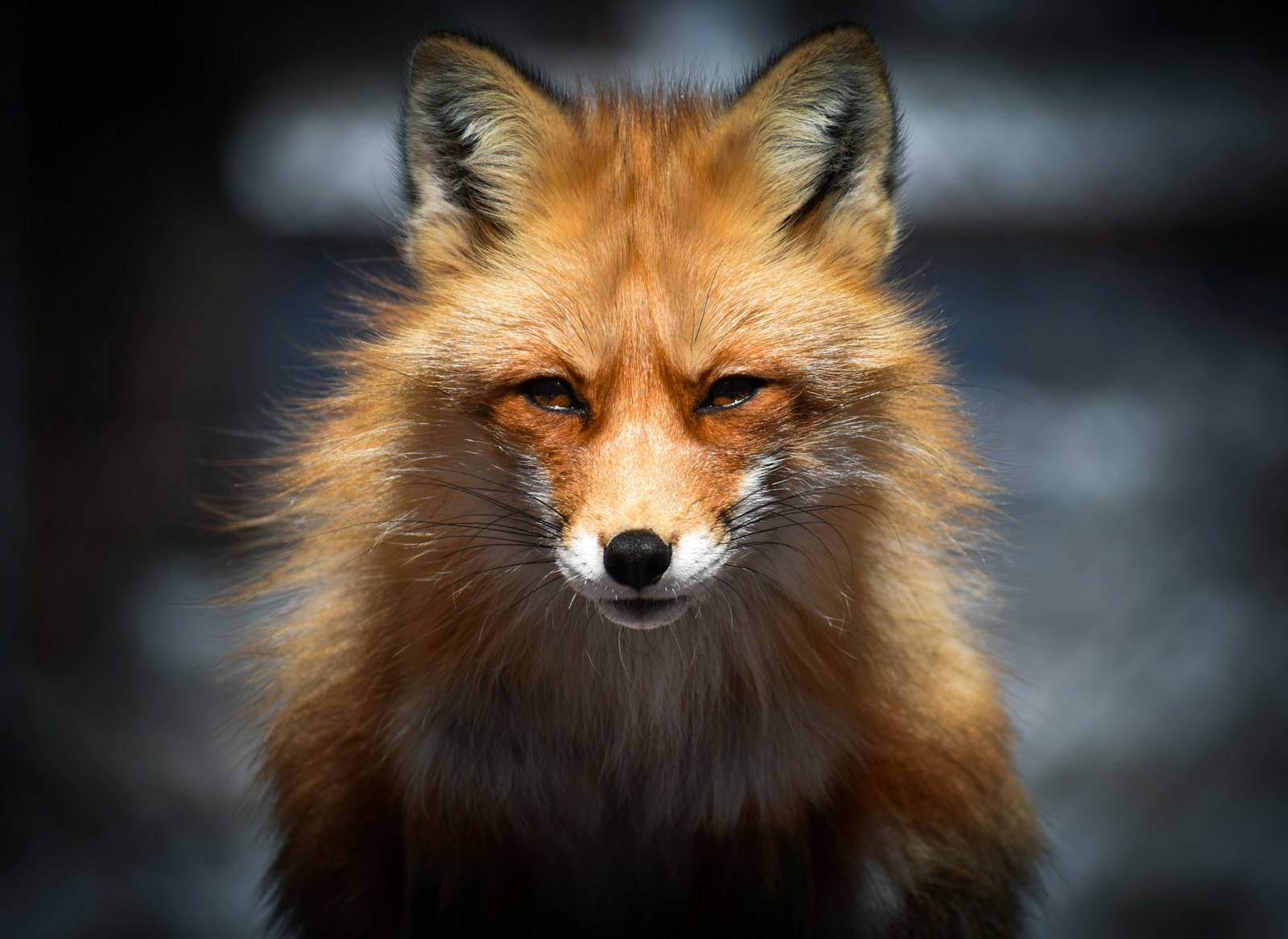 arctic fox wallpaper Fox Wallpapers – Elegant and Clever Forest Creatures