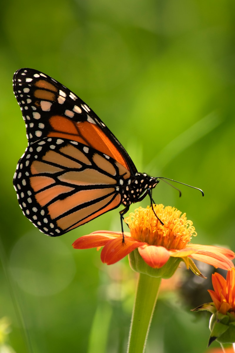 31 butterfly 4k wallpapers butterfly 4k wallpapers, butterfly photography 4k, butterfly ultra hd images, colorful butterfly backgrounds, nature insect wallpapers, nature wallpapers free download Butterfly 4K Wallpapers – Vibrant Wings of Pure world butterfly 4k wallpapers Butterfly 4K Wallpapers – Vibrant Wings of Pure world