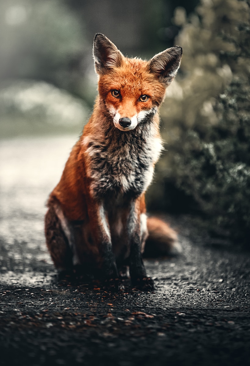 arctic fox wallpaper Fox Wallpapers – Elegant and Clever Forest Creatures