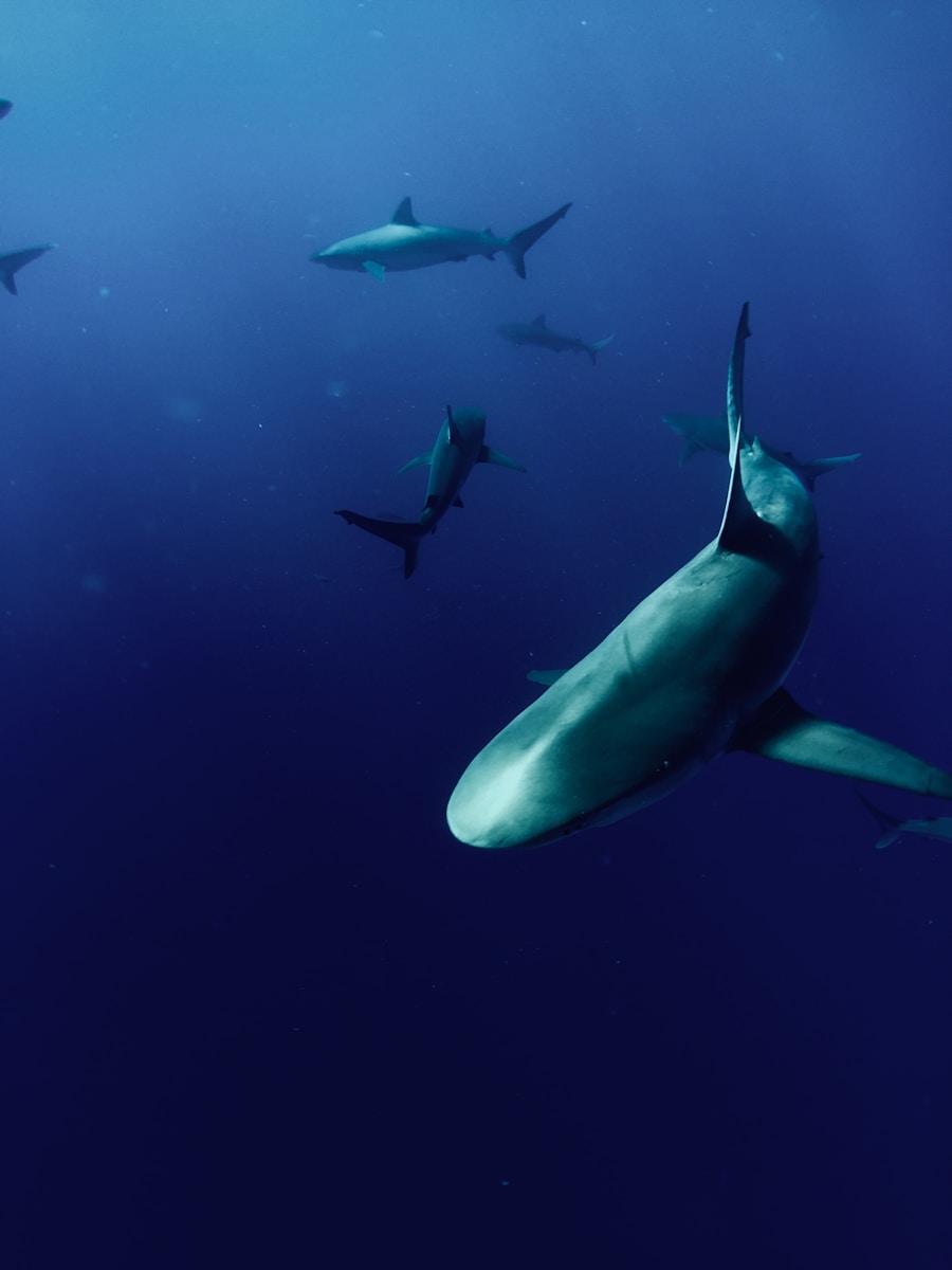 Deep Sea Wallpapers Shark 4K Wallpapers – Fearless Predators of the Ocean