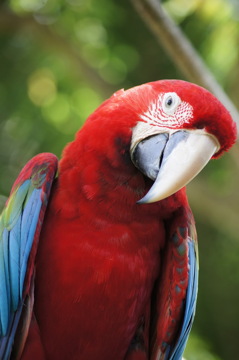 18 Amazon Parrot Images Amazon Parrot Images, Colorful Birds Wallpapers, Exotic Parrot Backgrounds, Macaw Wallpapers HD, Nature Bird Backgrounds., Parrot Photography, Parrot Wallpapers, Tropical Forest Birds 4K, Tropical Parrot 4K, Wildlife Wallpapers 4K Parrot Wallpapers – Vibrant Voices of the Tropical Forest Amazon Parrot Images Parrot Wallpapers – Vibrant Voices of the Tropical Forest